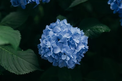 集群蓝花

